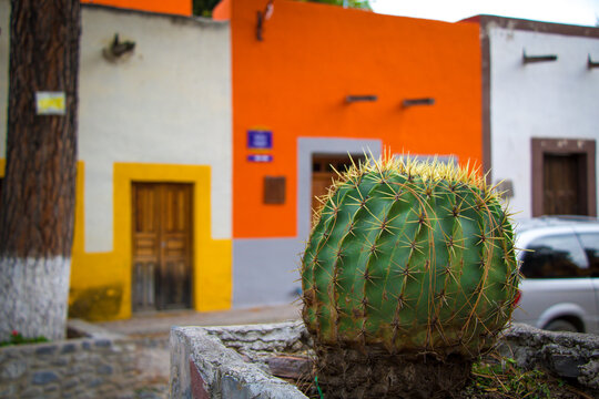 Primer plano de cact&aacute;cea de cabuche en pueblo m&aacute;gico colonial mexicano con colores vivos como el naranja, el amarillo y el verde. 