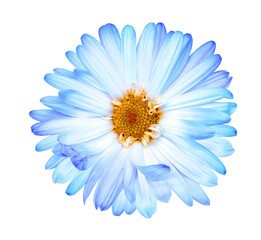 Blue  chrysanthemum flower  on black  isolated background with clipping path. Closeup..  Transparent background. Nature.