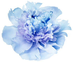 Blue  peony flower  on   isolated background with clipping path. Closeup. For design. Transparent...