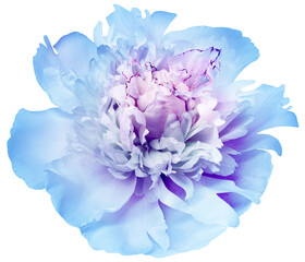 Blue   peony flower  on     isolated background with clipping path. Closeup. For design. Transparent background.  Nature.