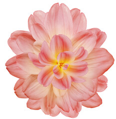 Fototapeta premium Dahlia. Flower on isolated background with clipping path. For design. Closeup. Transparent background. Nature.