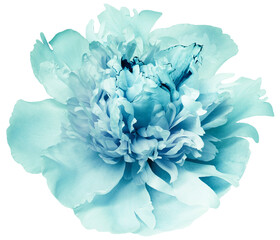 Turquoise  peony flower  on  a white   isolated background with clipping path. Closeup. For design. Transparent background.  Nature. © nadezhda F