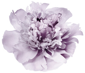 Peony flower  on    isolated background with clipping path. Closeup. For design. Nature.