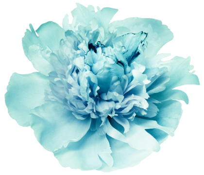 Turquoise  peony flower  on  a white   isolated background with clipping path. Closeup. For design. Transparent background.  Nature.