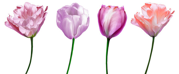 Set tulips  flowers   on  isolated background with clipping path. Closeup..  Nature.