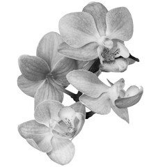 Phalaenopsis   white-black  flowers  on  isolated background with clipping path. Closeup. For design. Transparent background.  Nature.