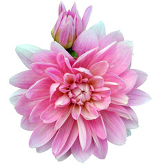 Pink  dahlia. Flower on a white isolated background with clipping path.  For design.  Closeup.  Nature. - 728969368