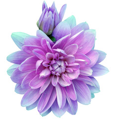Obraz premium Purple dahlia. Flower on isolated background with clipping path. For design. Closeup. Transparent background. Nature.