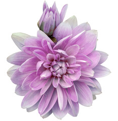 Pink  dahlia. Flower on  isolated background with clipping path.  For design.  Closeup.  Transparent background. Nature.