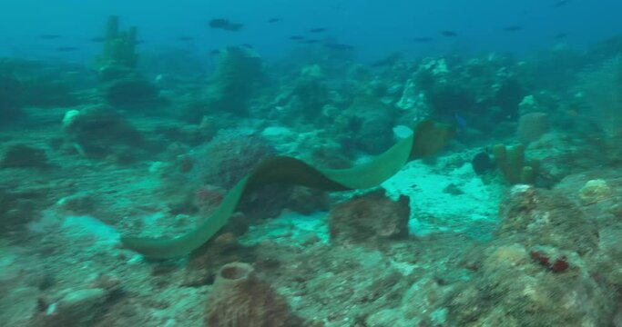 A green moray eel swimming over the reef and going up to a diver that got spooked. Shot on a Canon R5 in 4K.