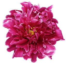 Pink peony flower  on white isolated background with clipping path. Closeup. For design.  Transparent background. Nature.