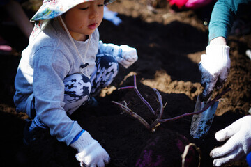 芋掘りを楽しむ幼児 / Toddlers enjoying digging for potatoes