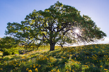 Beautiful Field With Oak Tree