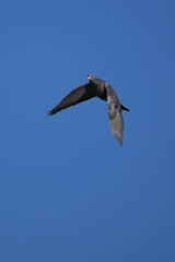 rock dove in flight