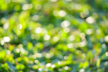 Obraz premium Abstract blur natural green grass texture with bokeh light background