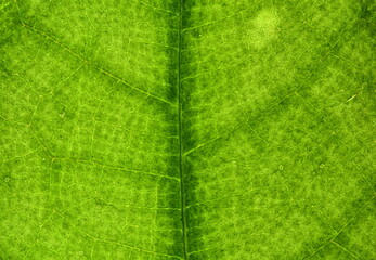 Close up photos of green fresh leaves acting as carbon sink to fight climate change and global...