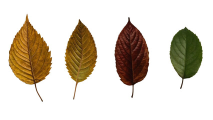 set of autumn leaves and Green leaf