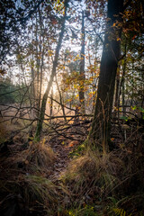 This image perfectly encapsulates a serene morning in the forest, with the sun's rays peeking through the dense thicket of trees, casting a warm and ethereal light. The forest floor, covered in a