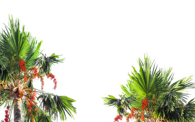 Fototapeta na wymiar palm tree frame isolated on transparent