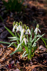 spring flowers in the garden