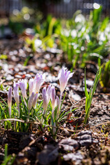 purple crocuses in the garden