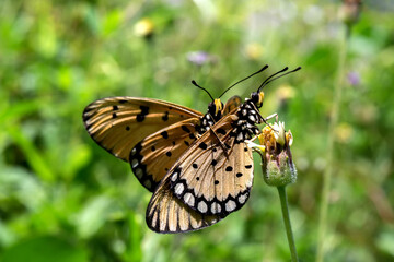 butterfly on a flower