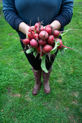 Radishes first harvest