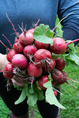 radishes first harvest