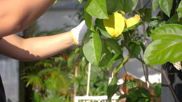 The gardener uses pruner scissors to cut the tree. Plant pruning and plant decoration. Home care and gardening concept