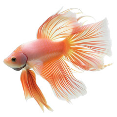 Fototapeta premium Red Goldfish Isolated