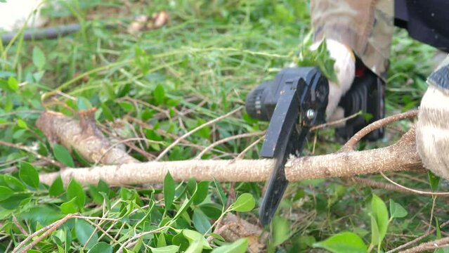 The gardener  use  electric  chain  saw  to  prun the tree