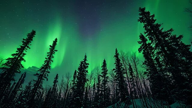 Electric pulses of neon green and purple illuminate the night sky showcasing a stunning aurora.