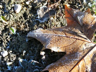 snow and leave in winter