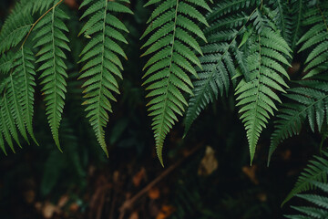 Dark green fern leaves in nature