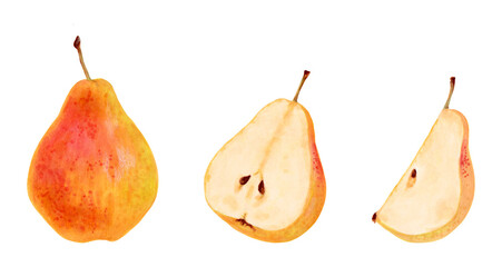 Collection of yellow pears. Whole, halves and pieces of fruit. Botanical watercolor illustration. Clip art of ripe fruits from a tree. Vegetarian products.Sketch of organic food.Hand drawing isolated.