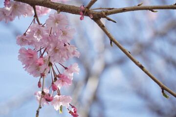 桜