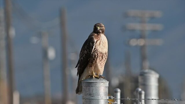 Nature's Beauty: Red-Tailed Hawk Perched in Golden Light