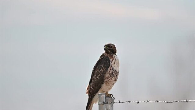 Country Guardian: Red-Tailed Hawk Stands Watch on Metal Fence