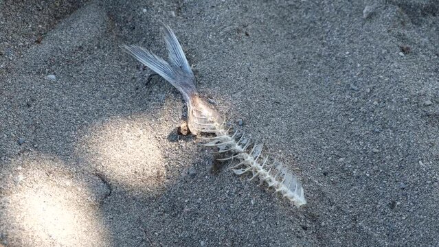 Close up of dead fish skeleton with bones and tail on a sandy beach in tropical island destination