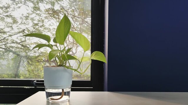 Window light on money tree house plant foliage develops healthy growing