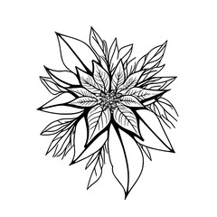 Botanic lineart with transparent background