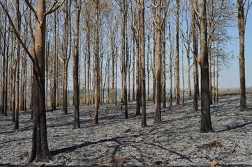 forest fire in dry season
