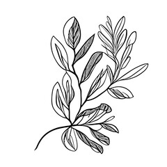 Obraz premium Botanic lineart with transparent background