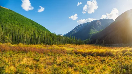 Papier Peint photo Destinations Wonderful landscape to beautiful green mountains with trees in sunny autumn day. Vivid foliage scenery with forest hills in sunlight. Picturesque mountains with golden greenery and woods.