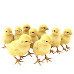 Naklejka premium Chicks PNG Cutout, Generative AI