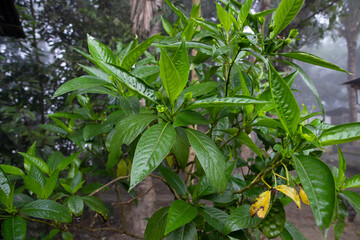 Close-up view of herbal leaves  Justicia adhatoda, commonly known in English as Malabar nut, adulsa, adhatoda, vasa, vasaka, is a medicinal plant native to Asia