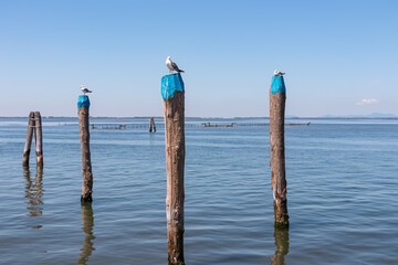 Seagull sitting on wooden pole in city of Venice, Veneto, Northern Italy, Europe. Panoramic view...