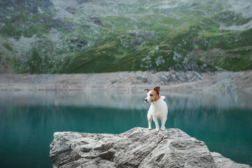 A Jack Russell Terrier dog stands alert on a rock overlooking a serene mountain lake. The vigilant canine surveys the tranquil highland waterscape
