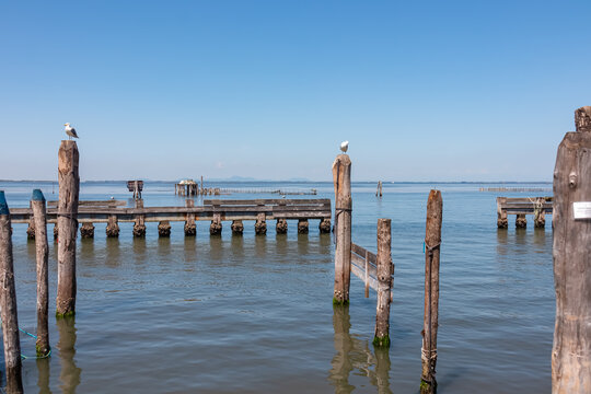 Seagull sitting on wooden pole in city of Venice, Veneto, Northern Italy, Europe. Panoramic view from island of Pellestrina. Bird watching in the Venetian Lagoon, Adriatic Sea in summer. Bird watching