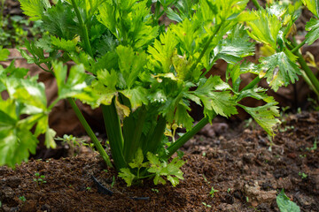 Leaves of celery in the vegetable garden